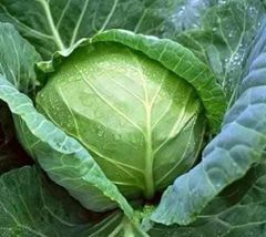 Freah Cabbage – product photo 3, product detail gallery