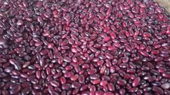 Wholesale Ethiopian High Quality Cream Beans Fresh Kidney Red and White Beans Common Cultivation Type - Image 6