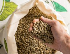 Premium Green Coffee Beans Raw Unroasted Natural Beans For Fresh Roasting Buy Fast Delivery Premium Quality Wholesale Naturally  100% Natural New Crop 25-26 GREEN COFFEE BEANS Full Washed – product photo 4, product detail gallery