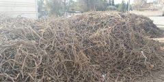 licorice - Image 1