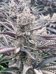 Cannabis - Image 3