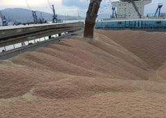 Wheat 12.5% Protein – Premium Milling Wheat Protein Min 11.5% Moisture Max 12.0% Wet Gluten Min 22% Weed Content Max 2% Foreign Matter Max 5% - XIMTRADE FZCO
