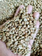 Indonesian Robusta Green Coffee Beans Grade 1 Special Quality Reliable Supply For Bulk - Image 3