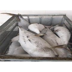lobster, shrimp, Crabs, oysters, scallops, mackerel, octupos, squid - Image 3