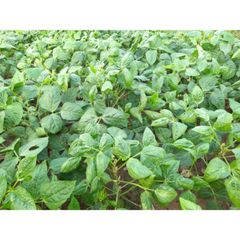 Best quality export for Cow Pea Style Dried Quality Premuim Type White Beans Color Dark green. Shelf Life 2 year Cultivation Type - Image 4