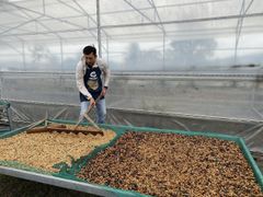 Robusta Green Coffee Beans High Quality Best Seller Robusta Green Coffee Beans screen 16/18 from Vietnam with small MOQ – product photo 5, product detail gallery