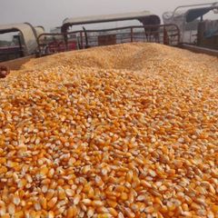 Yellow Corn & White Corn/Maize for Human & Animal Feed FOR SALE/GRADE 1 Non GMO White and Yellow Corn/Maize – product photo 5, product detail gallery
