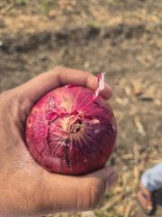 Fresh Red Onion - Image 3
