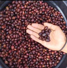 Premium Gayo Arabica Wine-Strong - Image 4