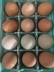 Brown And White Chicken Eggs Wholesale Supply – product photo 3, product detail gallery