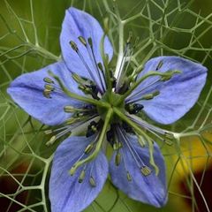 Black Seed Oil / Nigella Sativa - 3% Thymoquinone (TQ) - Image 2