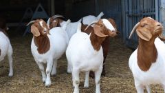 Superior Live Milking Boer  Goats Farm Raised Healthy Dairy Livestock  Cheap Price Offer for export worldwide - Image 3