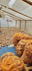 Copra - Export Ready from Indonesia. Specifications: Product Type: [edible White Copra / regular Copra / Mixed Copra - Image 1