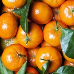 Natural Herbal Extract Spray Dried Tangerine Peel Extract Powder - Image 5