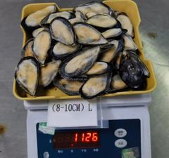 Hot Sale Chinese Seafood Boiled Frozen Mussel Meat with shell or half shell or without shell - Image 6