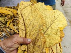 Virginia Tobacco (FCV) Leaf & Threshed - Image 2