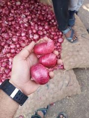Red Onion – product photo 5, product detail gallery