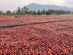 Robusta Coffee (screen 12,15 and 18) – product photo 3, product detail gallery
