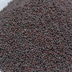 Black Mustard Seeds Black Mustard Mustard Seeds (Black) Black Mustard Seed Small Mustard Seeds Small Black Mustard Seeds - Image 5