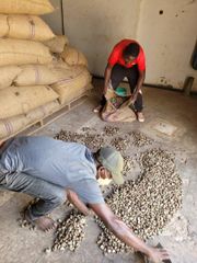 Raw Cashew Nuts (RCN) - Ivory Coast Origin - KOR 48 lbs min - FOB Abidjan – product photo 3, product detail gallery
