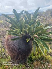 Live Myrmecodia brassii (Ant Plant) from Wamena, Papua - Image 5