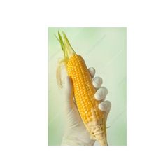 Fresh Corn Sweet Yellow Corn on Cob Wholesale Bulk Supplier Premium Quality - Image 2