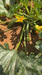 Green Zucchini Color Green Texture Tender Growth Conditions Optimal Shelf Life 15 days, Extended Packaging Carton Box, Hygienically Packed - Image 3