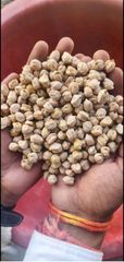 Premium Quality Kabuli Chickpeas / White Chickpeas – Whole, Polished & Natural – All Sizes & Counts – Indian Export for Global Buyers - Image 1