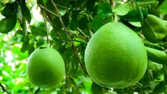 EXPORT-READY GREEN SKIN PINK FLESH POMELO: YOUR GLOBAL CITRUS SOLUTION - Image 3