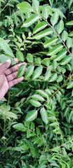 Organic Fresh Curry Leaves directly sourced from Farm land - Image 1