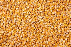 Wholesale supplier of premium Yellow Corn for food and feed – product photo 3, product detail gallery