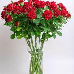 roses - Image 1