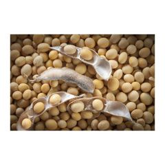 High Quality Based Non-GMO Wholesale Fresh SOYBEAN High Quality Ready to Ship - Image 2