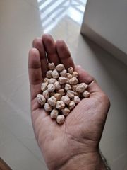 12mm White Chickpeas (Kabuli Chana) – product photo 1, product detail gallery