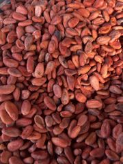 Premium Cocoa Beans – Grade 1, Fermented & Sun-Dried | Bulk Wholesale Supply - Image 4