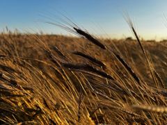Einkorn - Image 3