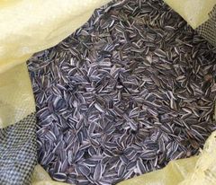 Sunflower seeds - Image 1