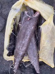 Oilfish Hgt Frozen Oil Fish Style Hgt MOQ 1*40FCL Model NO. fish Processing BQF Feature Nature HS Code 03034300 Trademark - Image 2