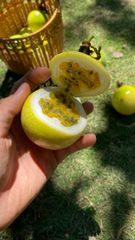 Golden Passion Fruit - 100% High Quality from Vietnam - Best price for export - Image 3