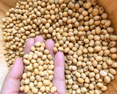 Yellow Soybeans - Image 1