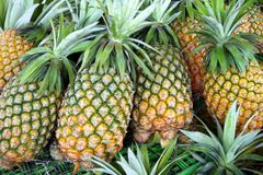 FRESH AND FROZEN PINEAPPLES – product photo 2, product detail gallery