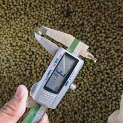 Green Mung bean Premium Quality - Image 3
