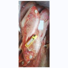 best qualiy bulk supplies high quality sea bream fish frozen red seabream sea-bream fish for sale. - Image 5