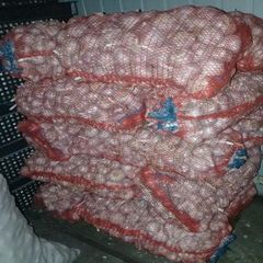 Farm Fresh Garlic Naturally Grown Premium Export Quality Healthy Vegetable for Grocery Chains Restaurants - Image 1