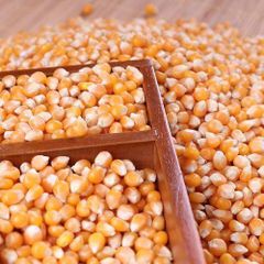 Yellow Corn For Animals - Image 2