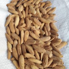 Almond kernel ( mamra ) - Ahmad Zai Yasser LTD