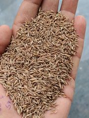 Cumin Seed – product photo 2, product detail gallery