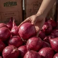 Fresh Indian Onion – product photo 1, product detail gallery