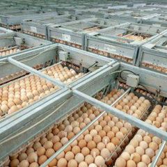 Fresh Brown Chicken Eggs Wholesale Supply – product photo 1, product detail gallery