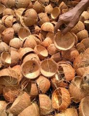 Coconut Shell - Image 4
